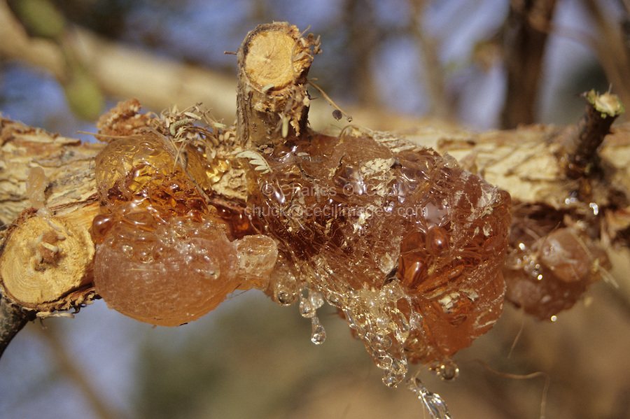 Gum Arabic on tree branch, waiting to be collected.